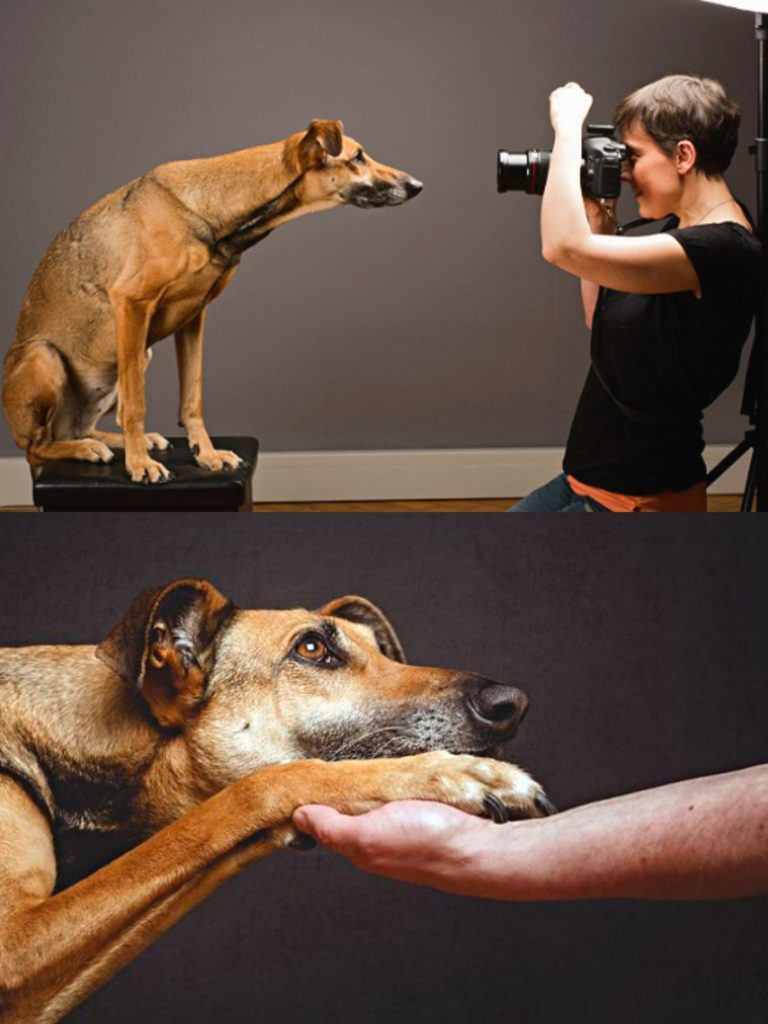 pet marketing agency