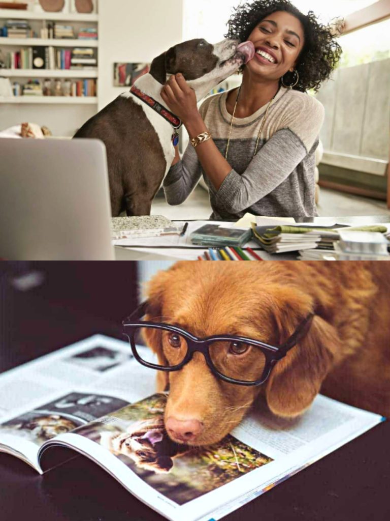 pet marketing agency