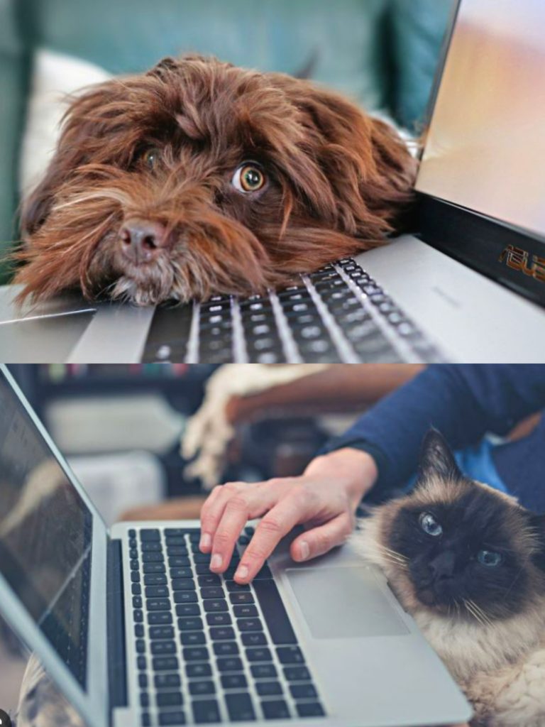 pet marketing agency